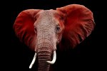 Red Elephant