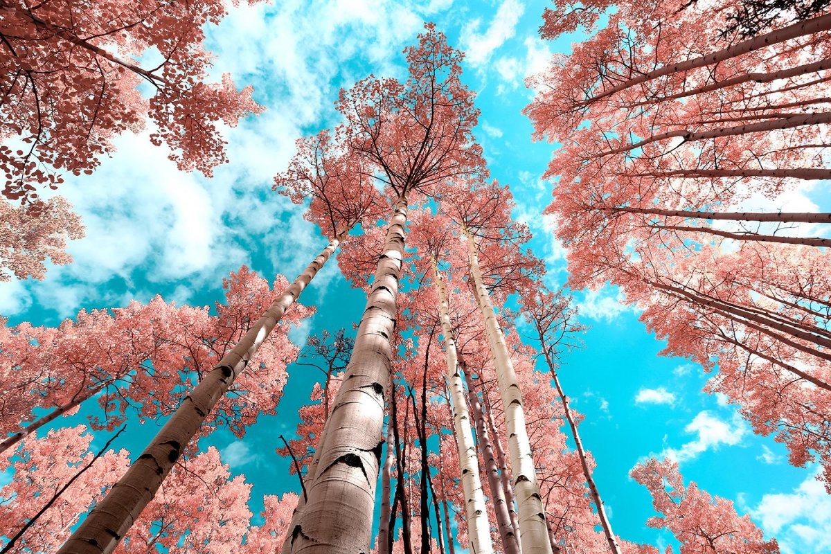 Birch Up View